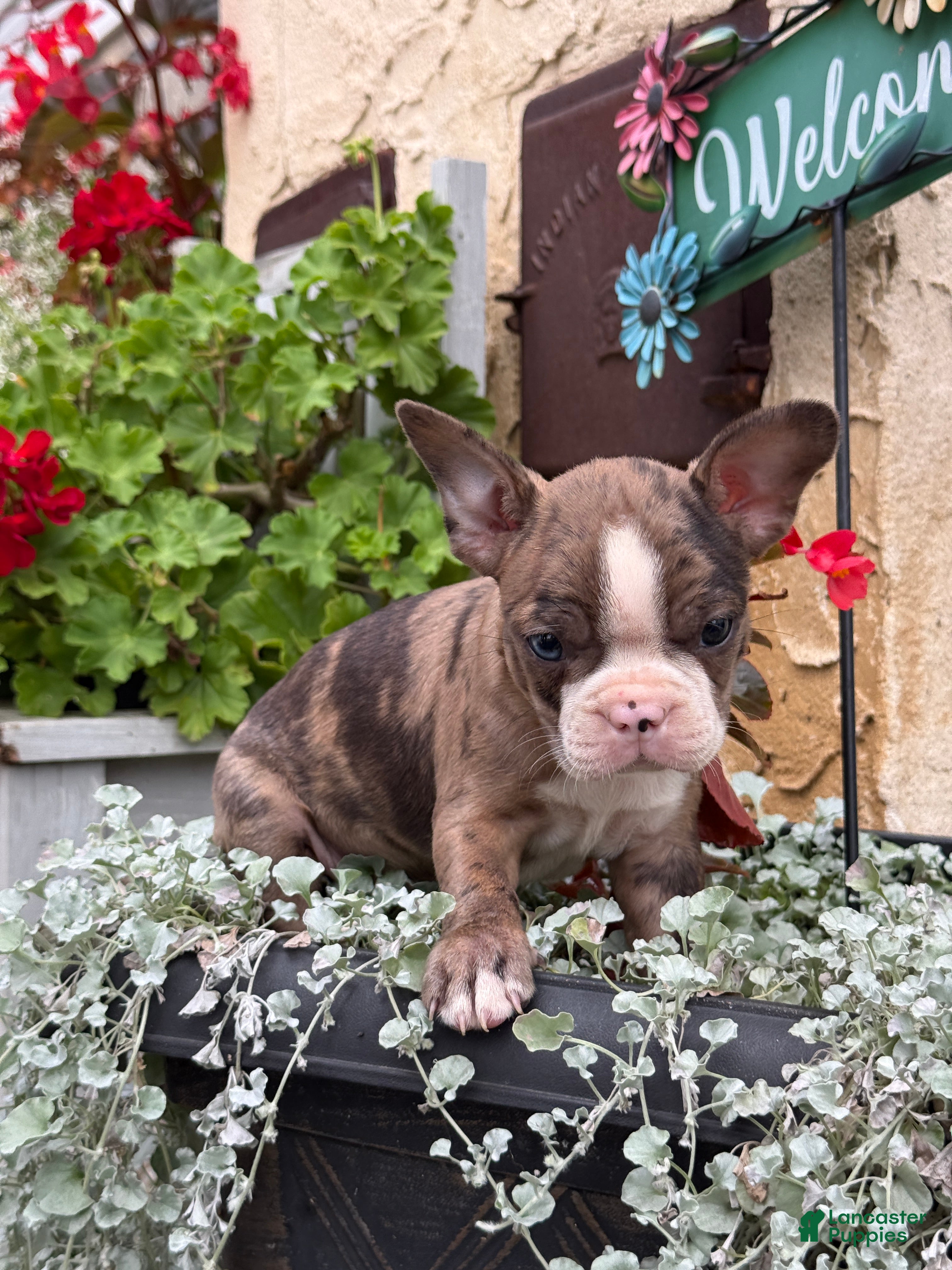 Boston Terrier dogs Kenny - Ad 1
