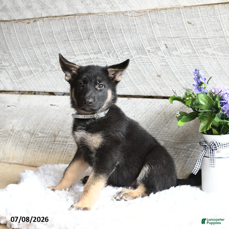 German Shepherd dogs Nova - Ad 1
