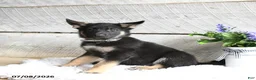 German Shepherd dogs for sale: Nova - Ad 1