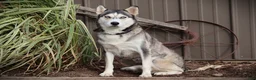 Siberian Husky dogs for sale: Maple - Ad 2
