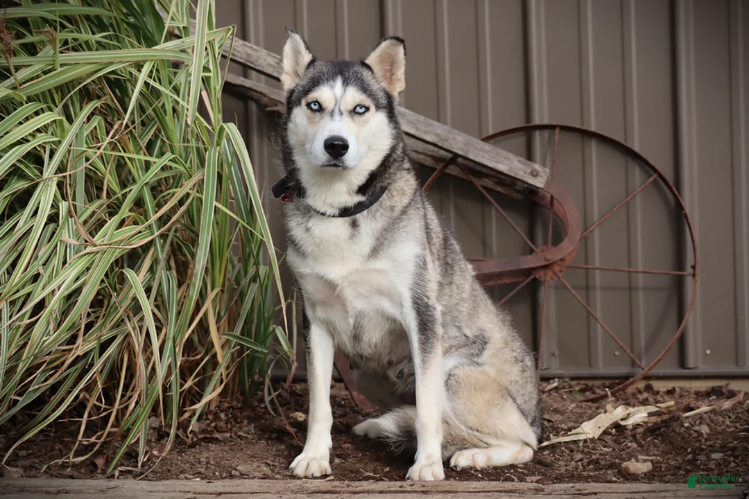 Siberian Husky dogs for sale: Maple - Ad 2