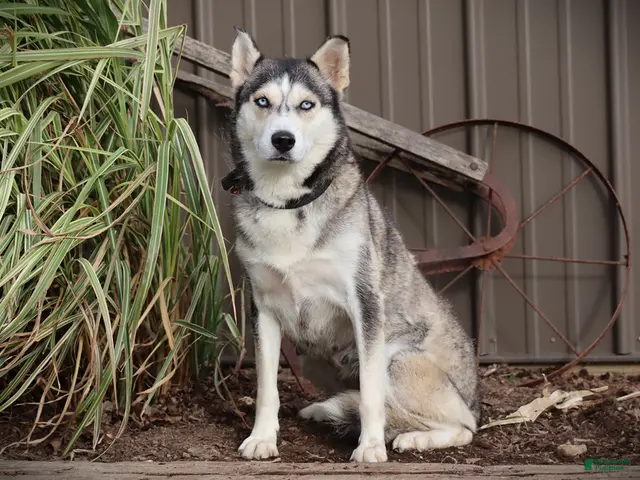 Siberian Husky dogs for sale: Sycamore - Ad 2