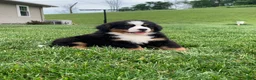 Bernese Mountain Dog dogs for sale: Willow  - Ad 16