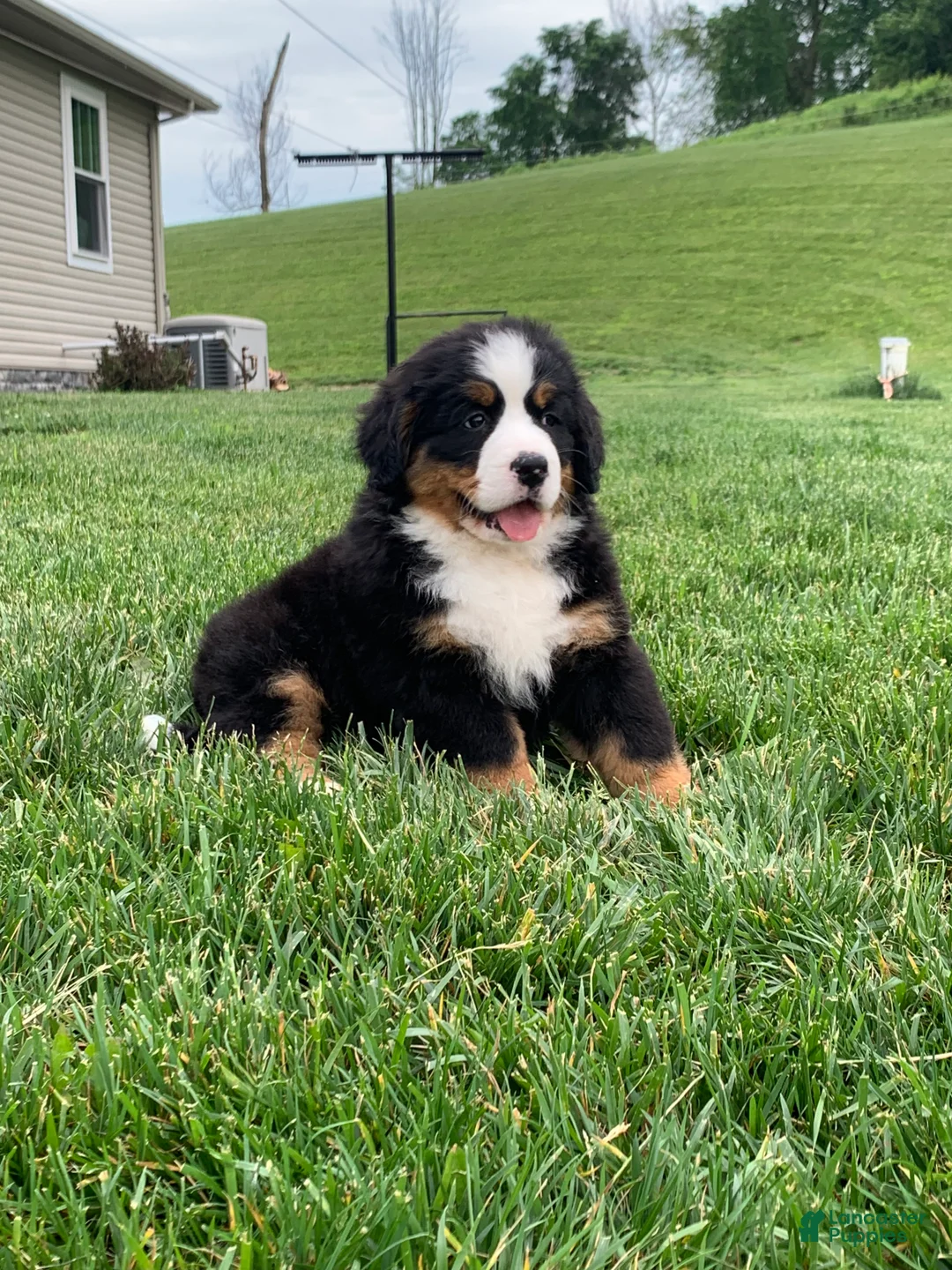 Bernese Mountain Dog dogs for sale: Willow  - Ad 16
