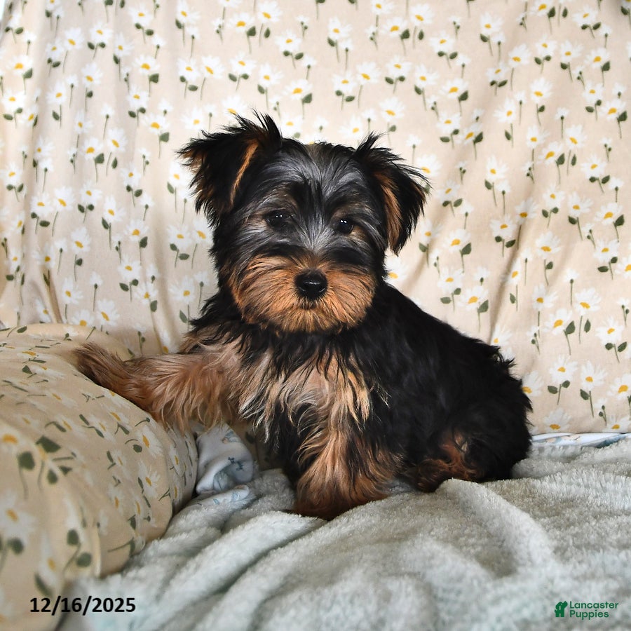 Yorkshire Terrier dogs Patrick - Ad 1