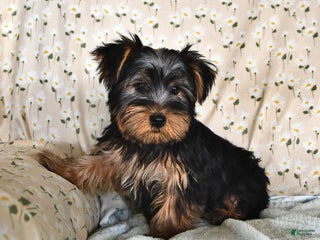Yorkshire Terrier dogs Patrick - Ad 6