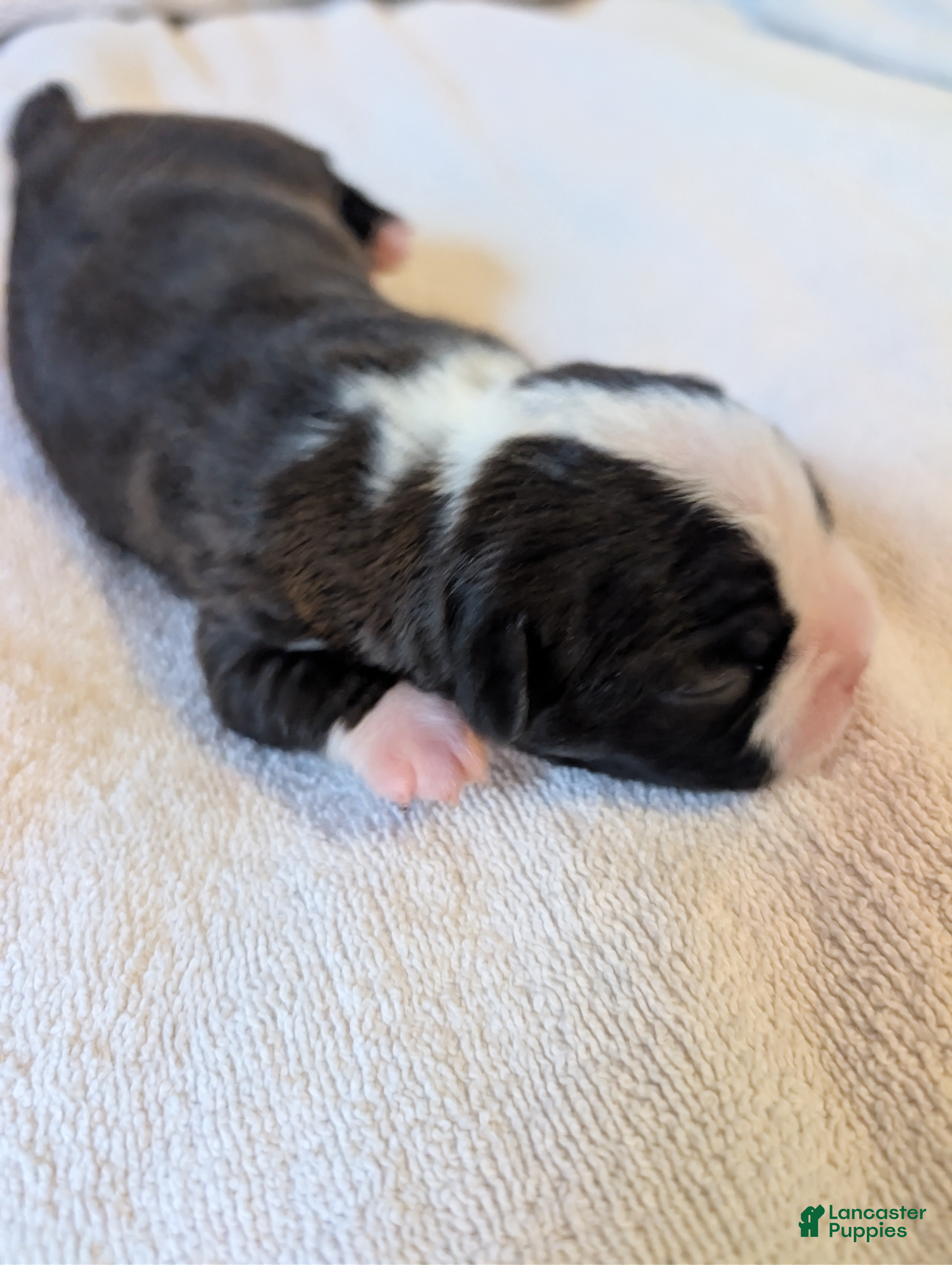 Boston Terrier dogs Sylvester - Ad 2