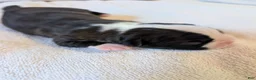 Boston Terrier dogs for sale: Sylvester - Ad 2