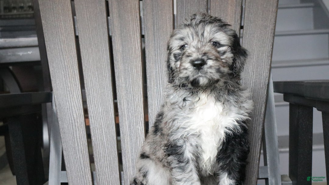 Newfypoo dogs for sale: Rain - Ad 10