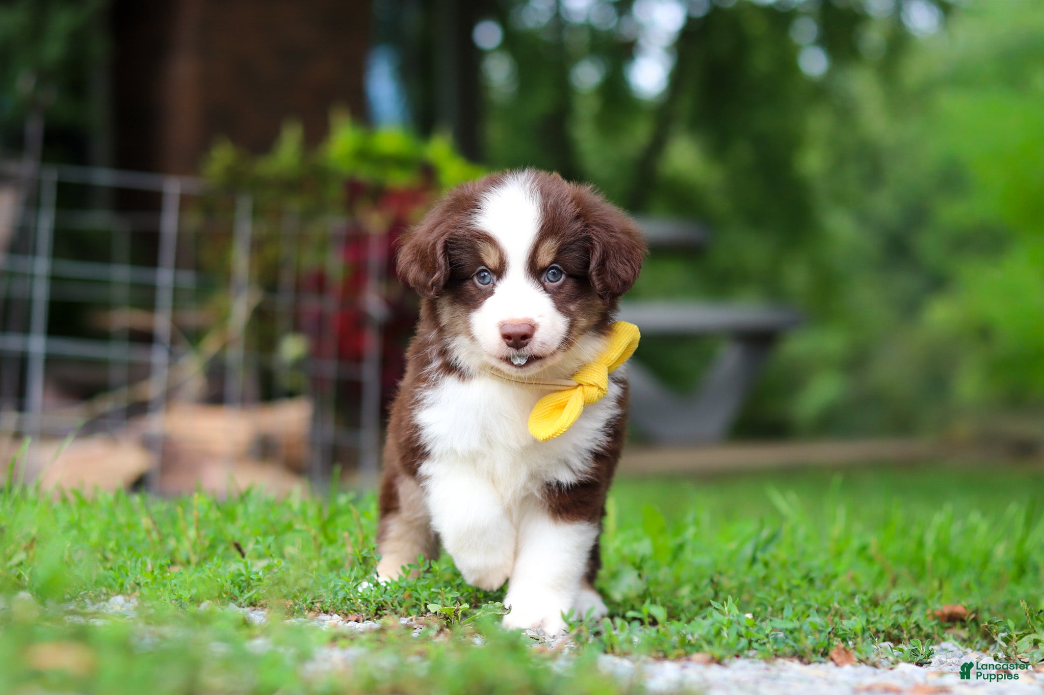 Miniature Australian Shepherd dogs Kai - Ad 2