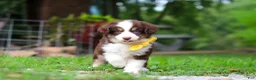 Miniature Australian Shepherd dogs for sale: Kai - Ad 2