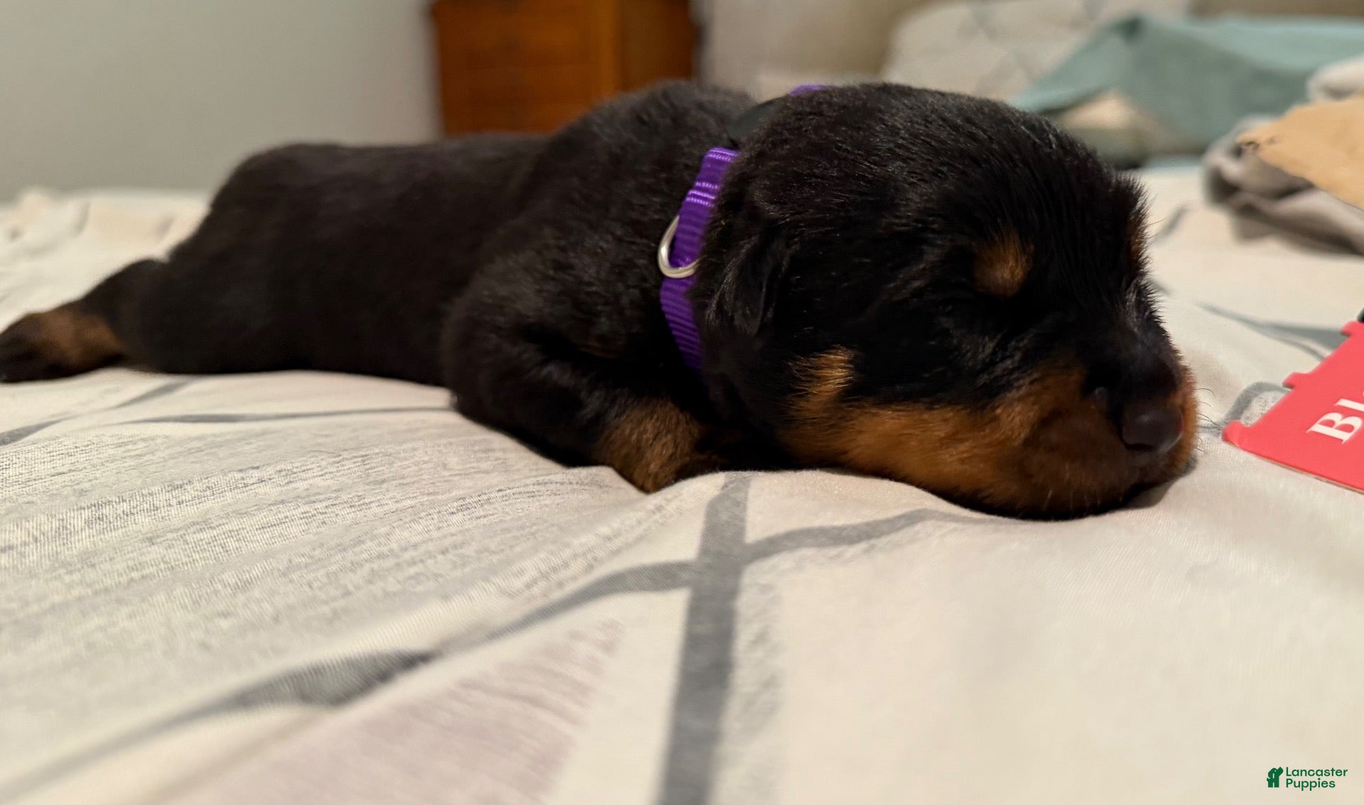 Rottweiler dogs Rottweiler 6 purple collar - Ad 1