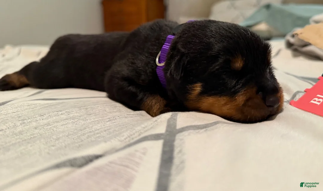 Rottweiler dogs for sale: Rottweiler 6 purple collar - Ad 1