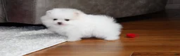 Pomeranian dogs for sale: Teacup Pamela - Ad 14
