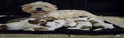 Shih Tzu dogs for sale: Shih Tzu 1 - Ad 12