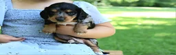 Miniature Dachshund dogs for sale: Mini Dachshund: Sam - Ad 3