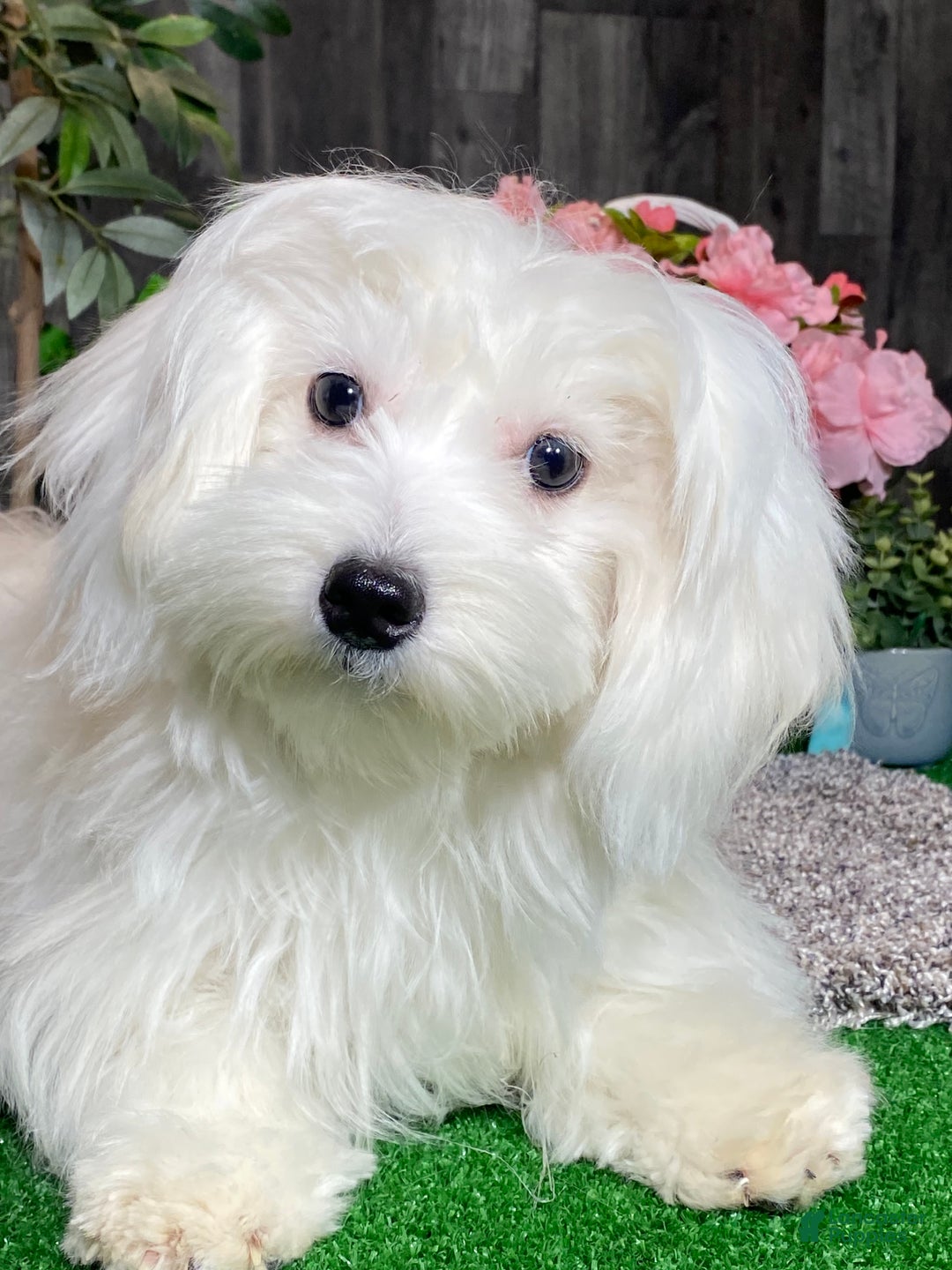 Coton De Tulear dogs for sale: Candy - Ad 1