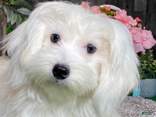 Coton De Tulear dogs Candy - Ad 8