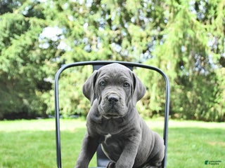 Cane Corso dogs - Ad 26