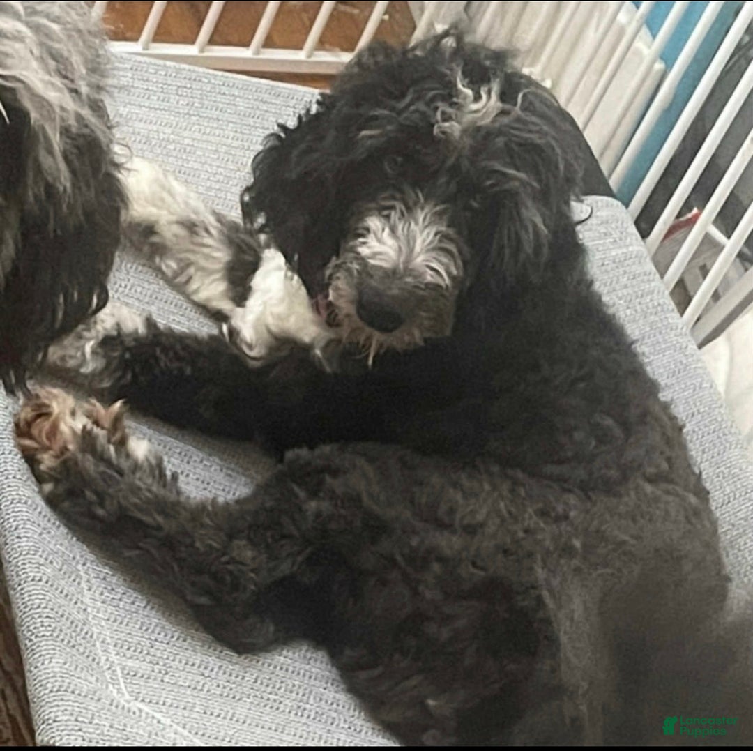 Aussiedoodle dogs for sale: Andera  Anna - Ad 6