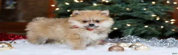 Pomeranian dogs for sale: Crew - Ad 7
