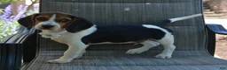 Beagle dogs for sale: Dallas - Ad 2