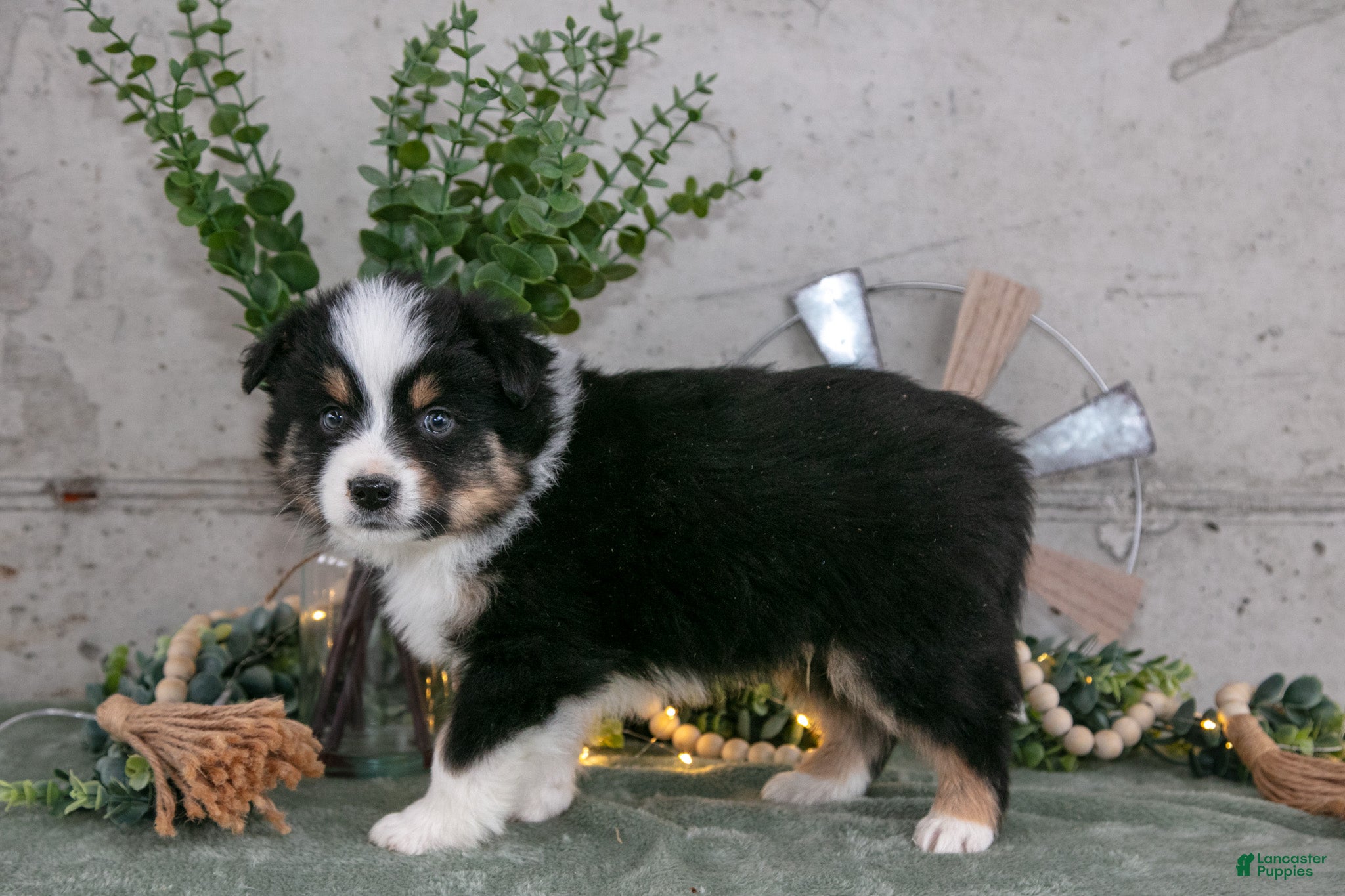 Australian Shepherd dogs Spencer - Ad 2