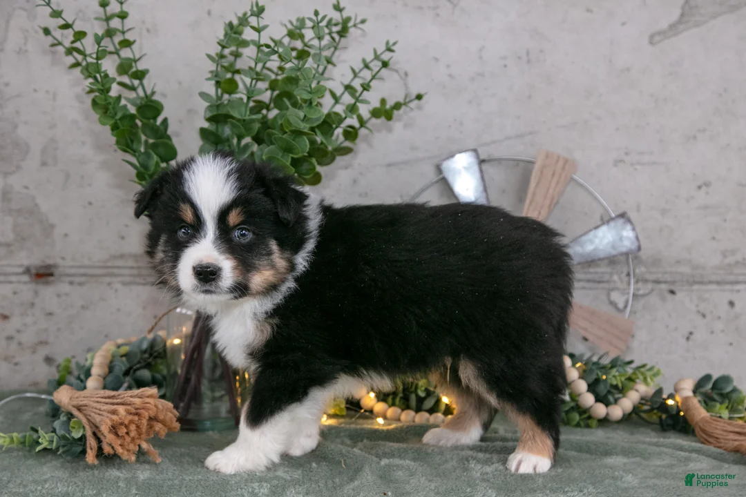 Australian Shepherd dogs for sale: Spencer - Ad 2