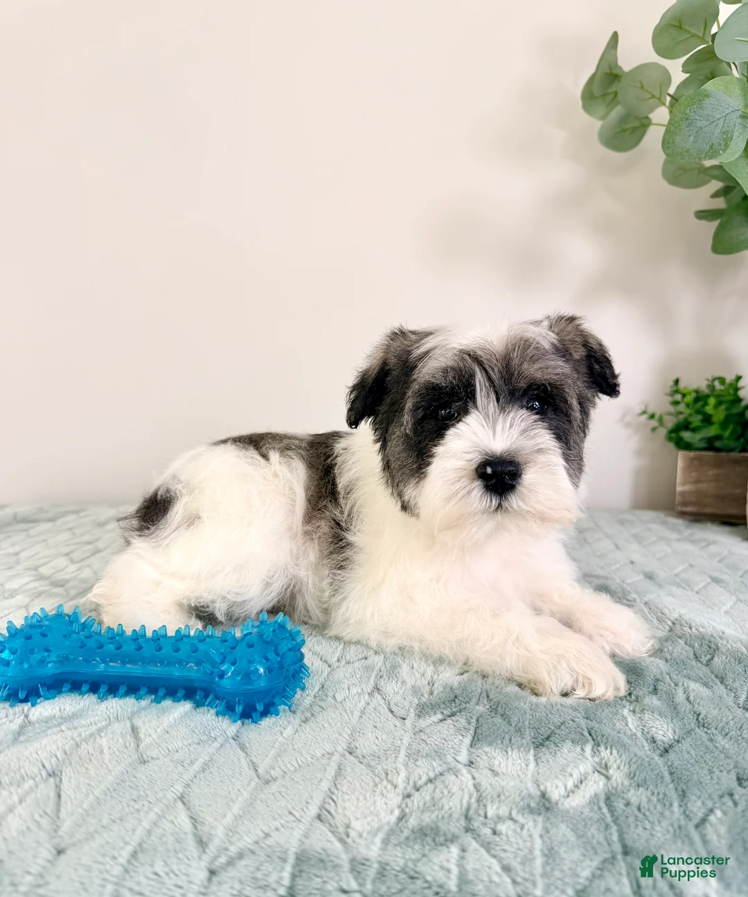 Miniature Schnauzer dogs for sale: AKC Sammy - Ad 4