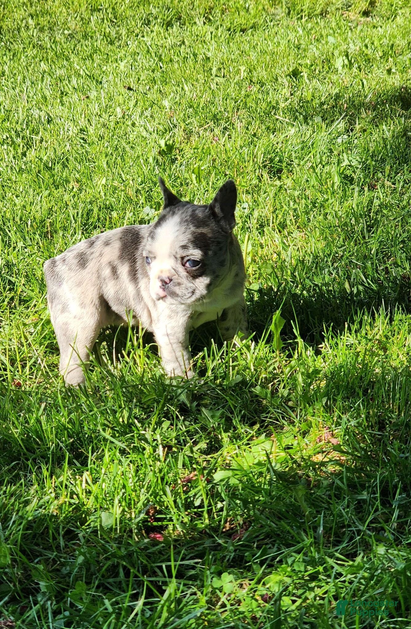 French Bulldog dogs Mickey - Ad 2