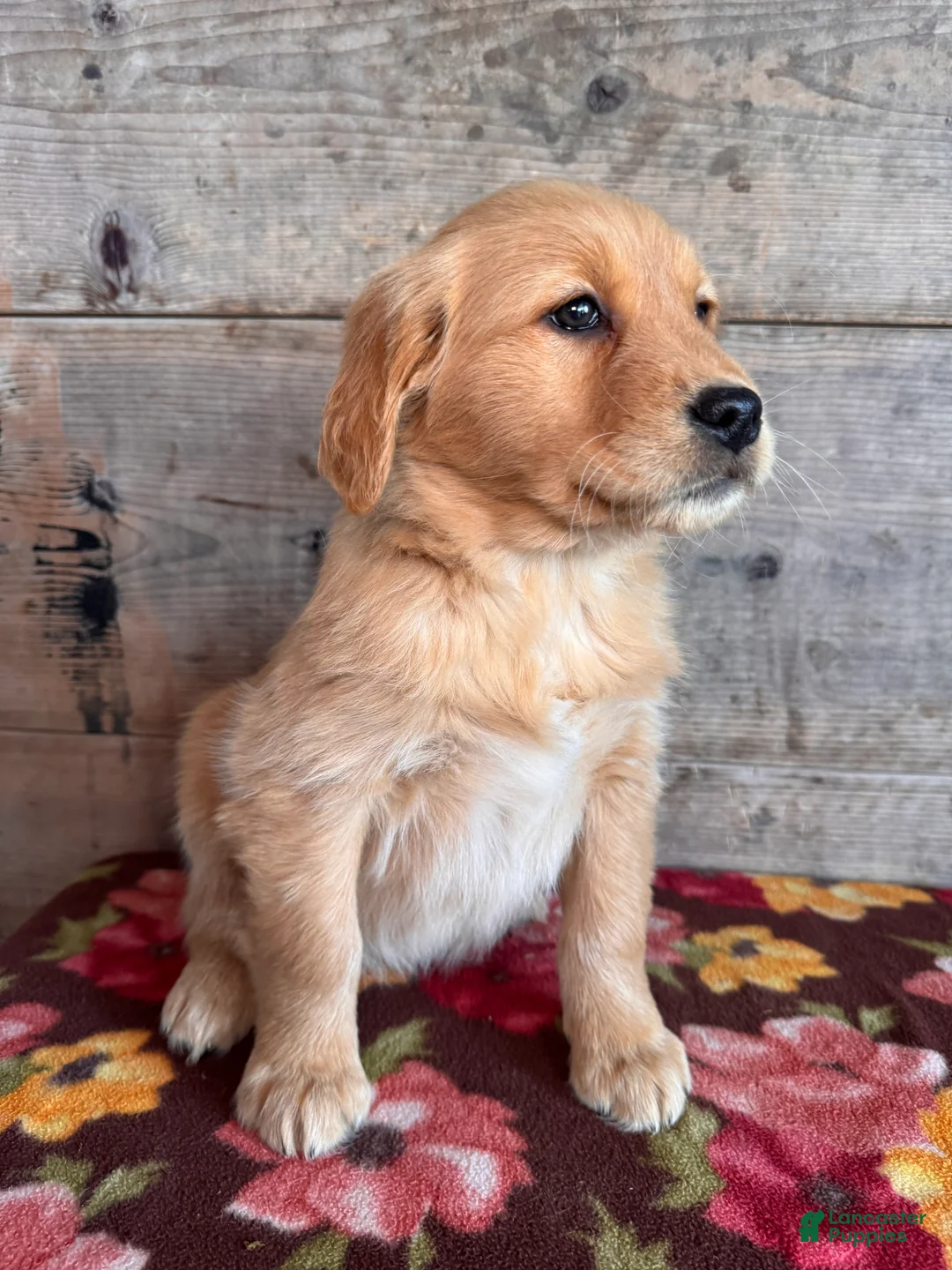 Golden Retriever dogs for sale: Golden Retriever Puppy 2 - Ad 5