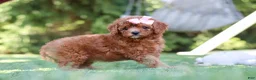 Cavapoo dogs for sale: Blaire - Ad 4