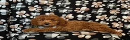Cockapoo dogs for sale: Nikos Hypoallergenic - Ad 7