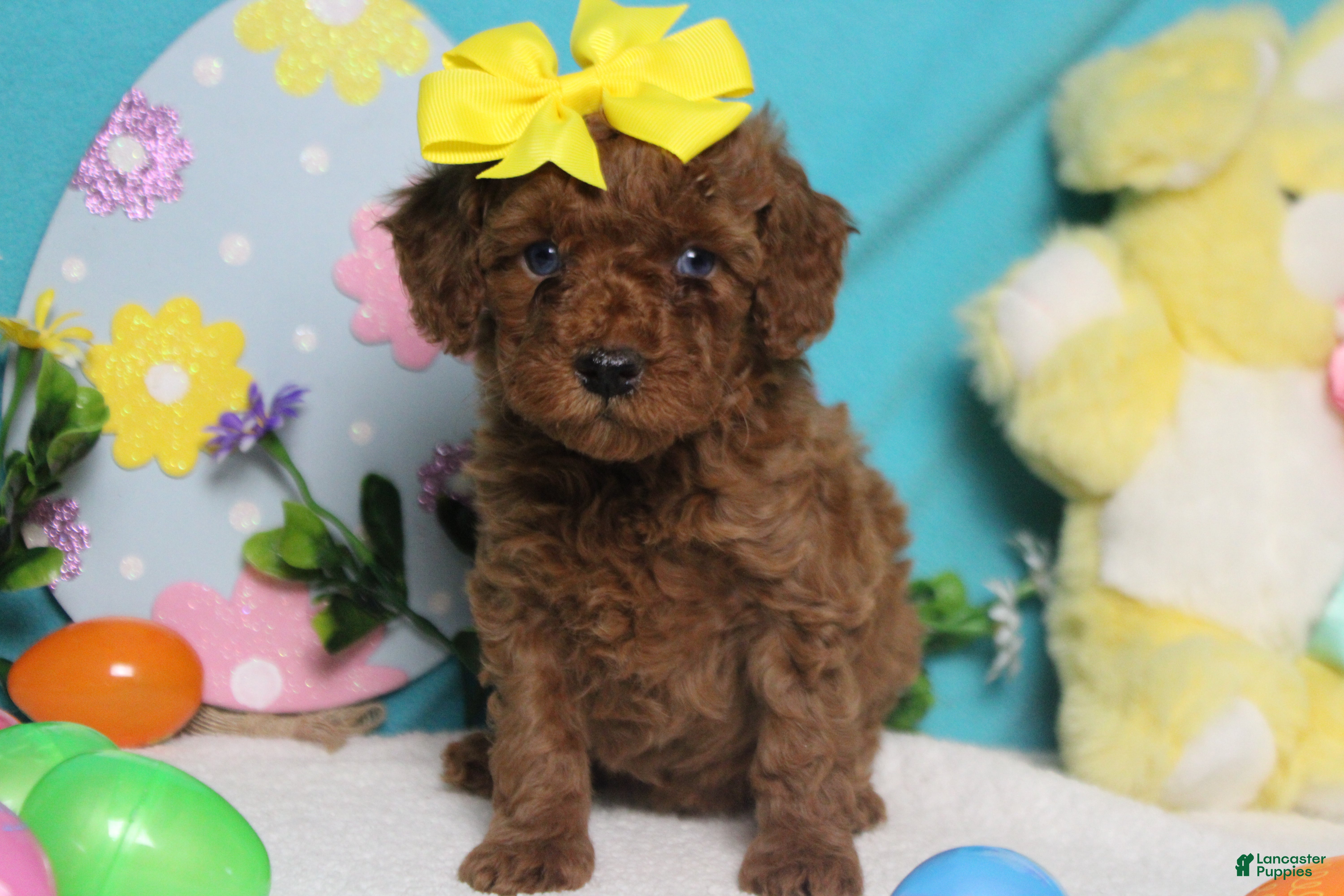 Miniature Poodle dogs Katie  - Ad 26