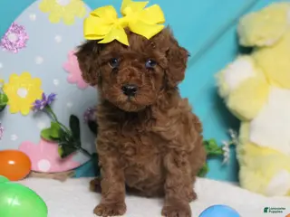 Miniature Poodle dogs Katie - Ad 26