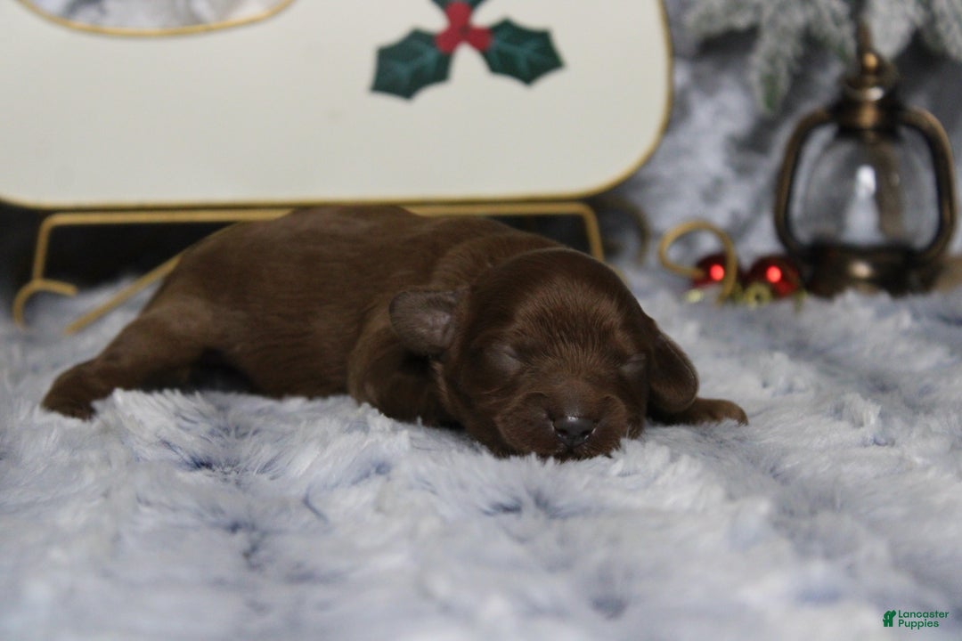 Cavapoo dogs for sale: Cinnamon  - Ad 7