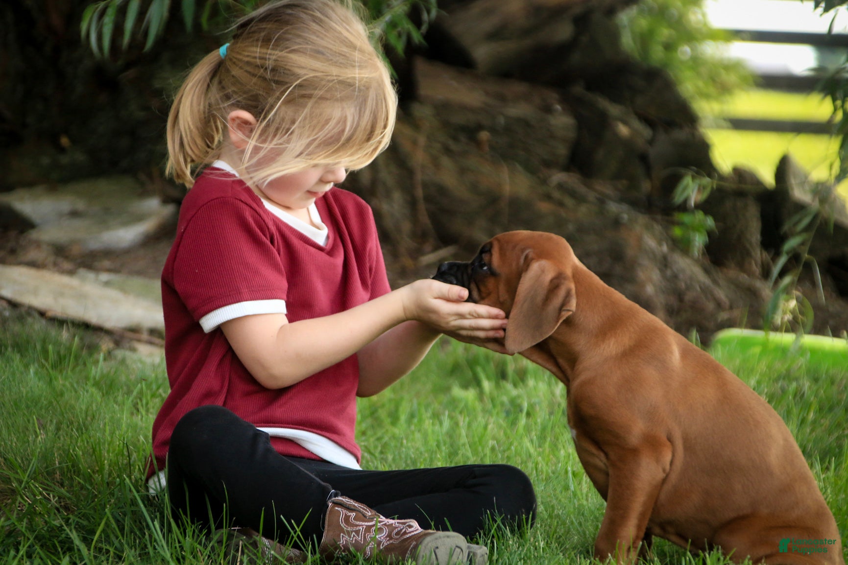 Boxer dogs Haddie - Ad 2