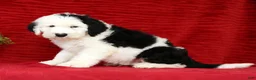 Sheepadoodle dogs for sale: Henry - Ad 3