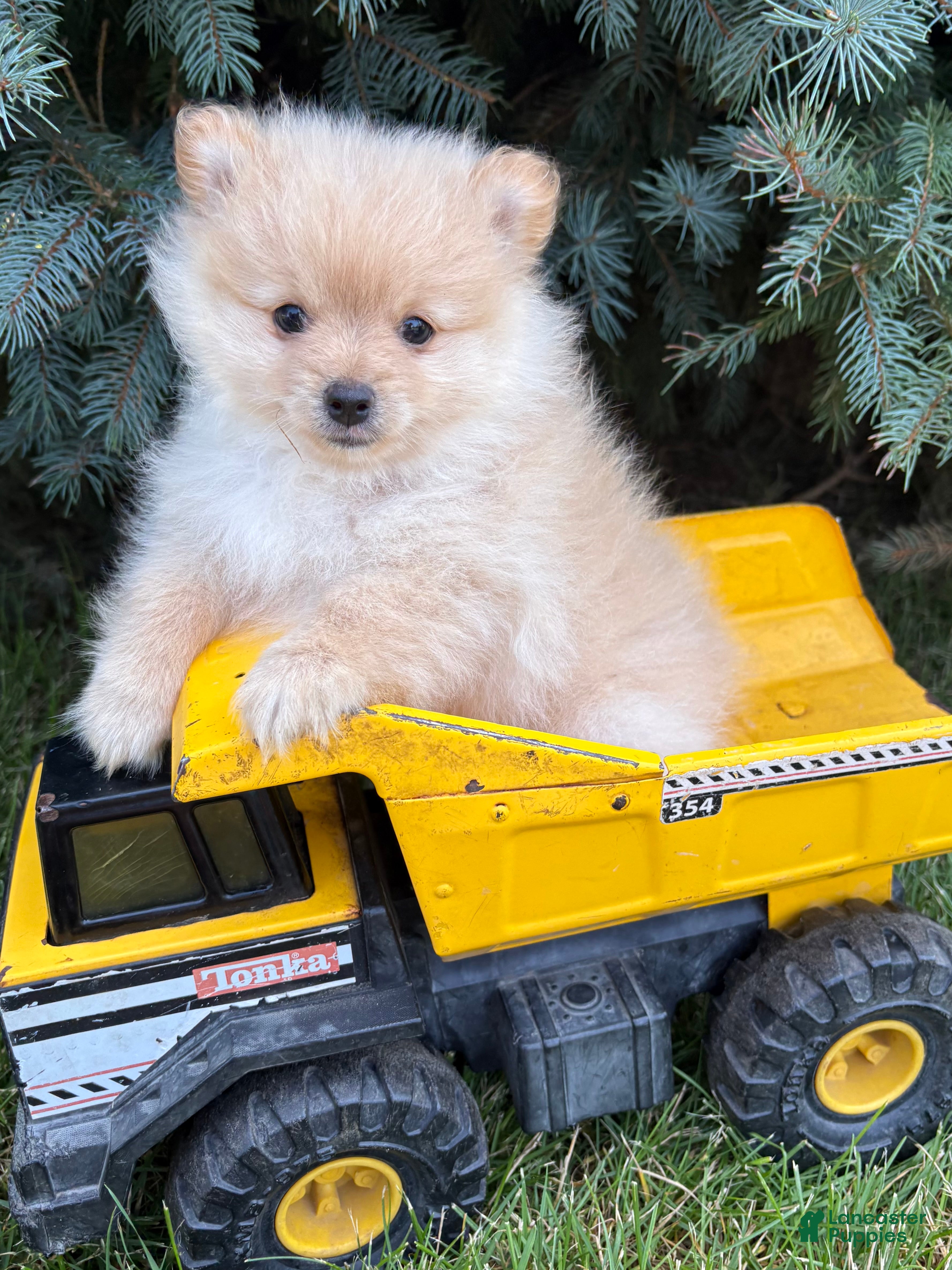 Pomeranian dogs Milo - Ad 2