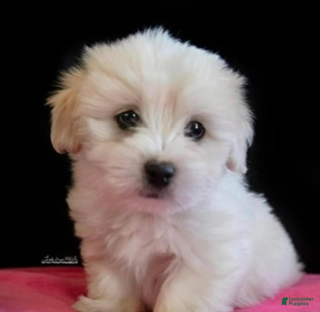 Coton De Tulear dogs for sale: Coton De Tulear Puppy 6 - Ad 3