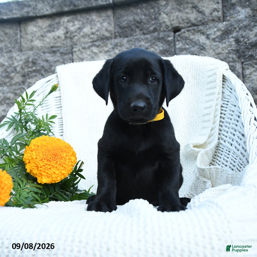 Labrador Retriever dogs Micah - Ad 1
