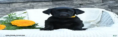Micah