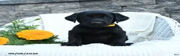 Labrador Retriever dogs for sale: Micah - Ad 1