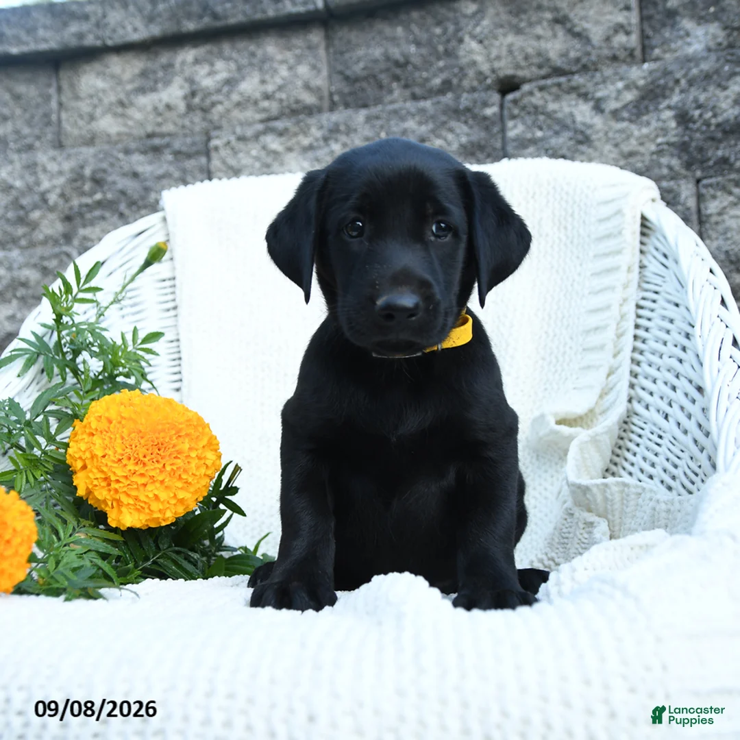 Labrador Retriever dogs for sale: Micah - Ad 1