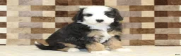 Mini Bernedoodle dogs for sale: Hanna - Ad 4