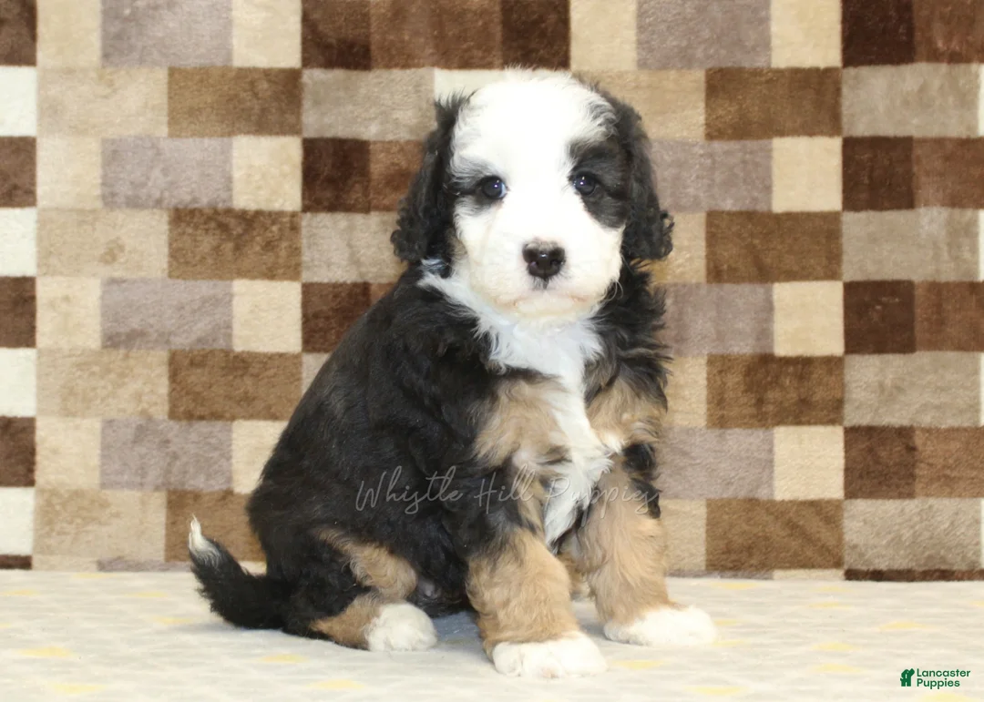 Mini Bernedoodle dogs for sale: Hanna - Ad 4
