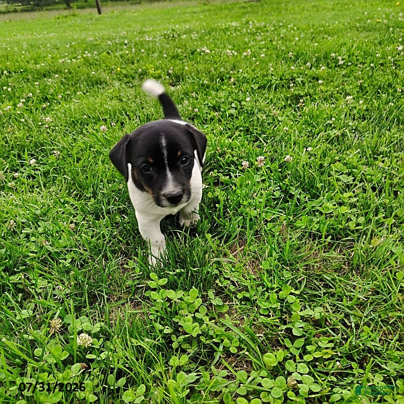 Jack Russell Terrier dogs Buster - Ad 2