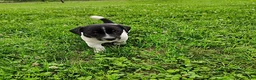 Jack Russell Terrier dogs for sale: Buster - Ad 2