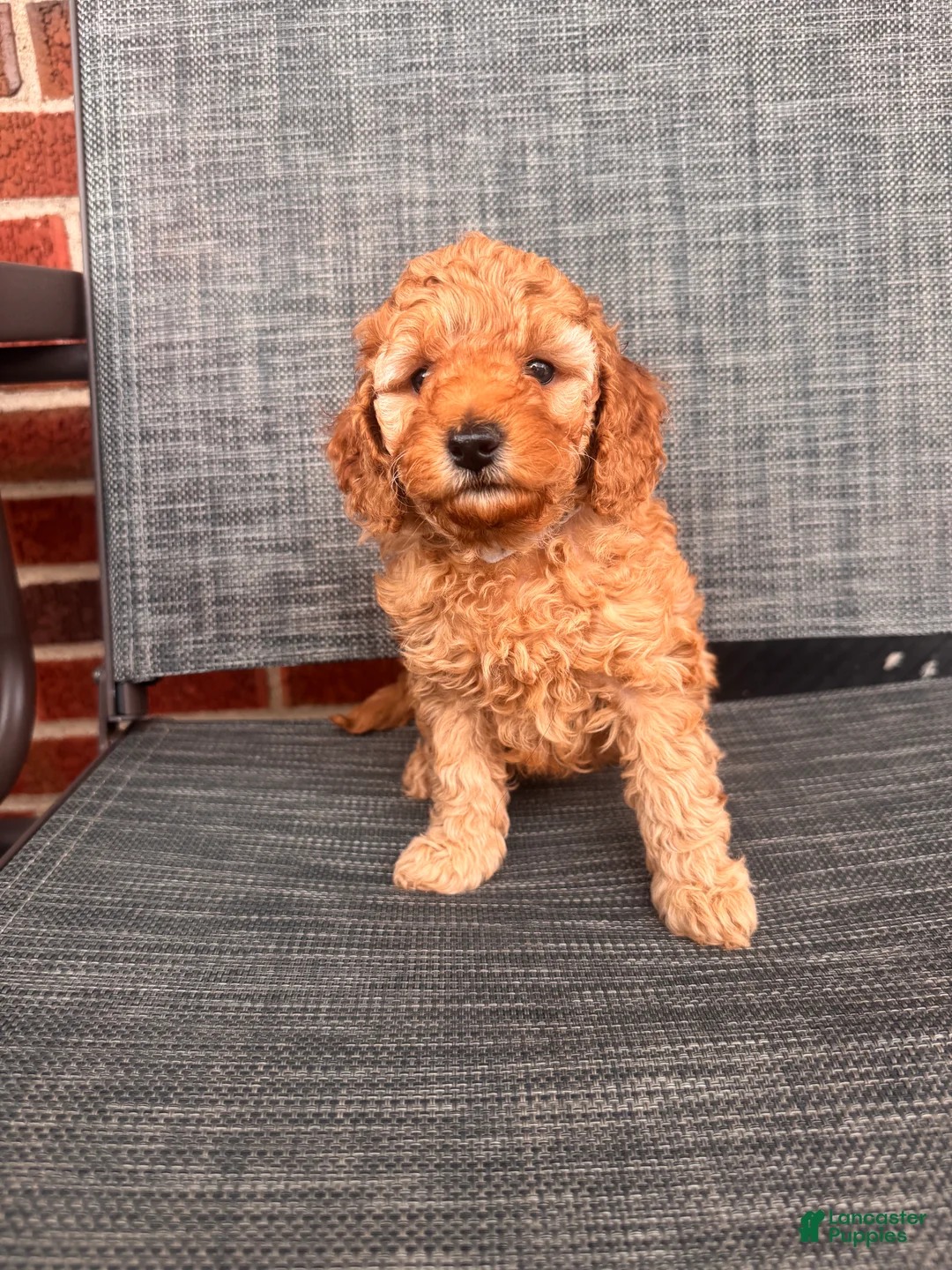 Toy Poodle dogs for sale: Angello  - Ad 15