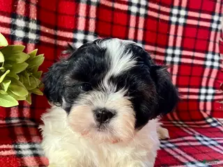 Shih Tzu dogs Liam - Ad 24